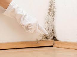 Mold Documentation for Insurance Claims in Helena West Side, MT